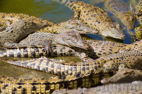 hermes crocodile farm australia|crocodile farms in australia.